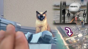 出張へ飛立つ僕を屋根から見送ってくれたシャム猫が寂しそうだった🤧～＋α家上空通過～出張先迄🛫【CuteWoo】