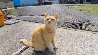 漁港の物置の上の猫、水を飲む【感動猫動画】