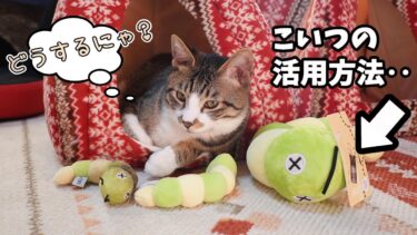 最高にいい気分🎵 巨・いもむしの活用法を発見してしまった猫ゴマちゃん【リキちゃんねる　猫動画】 キジトラ 猫のいる暮らし