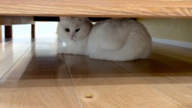 拗ねて引きこもった猫の前に好物を置いてみたら･･･【ポムさんとしまちゃん / ねこべや】