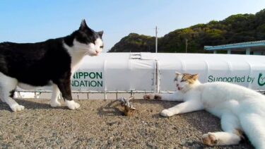 周りの猫に片っ端からケンカを売る野良猫【感動猫動画】