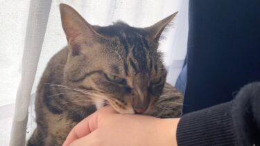 凶暴猫が遂に甘噛みを覚えました！！【てん動画】