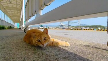 昼間の港には猫が沢山落ちている?!【感動猫動画】
