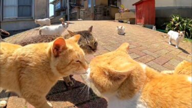 猫島で路地裏に行くと猫がたくさん集まってきた【感動猫動画】