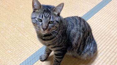 家に1日ぶりに帰宅したら狂暴猫が大激怒していた…【てん動画】