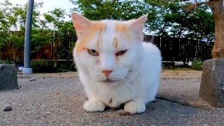 夕方の駐車場で出会った野良猫、ナデナデするとゴロンと横になってカワイイ【感動猫動画】