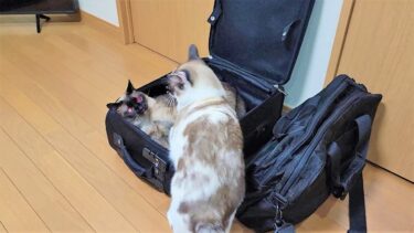 出張の前夜にケースを出して荷物を入れようとした時のシャム猫達に！👜🤪【CuteWoo】