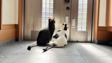 お父さんがダメならお母さんにお願いする猫【ひのき猫】