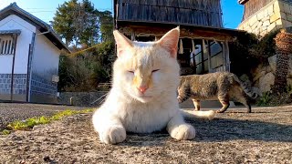 海の近くの神社でよく喋る猫に出会った【感動猫動画】