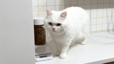 ダイエットを始めた猫がごはんの前でしょんぼりしてました…。【ポムさんとしまちゃん / ねこべや】