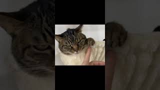 凶暴猫の肉球を触ろうとした結果…【てん動画】