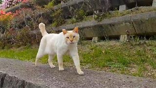 公園を歩いていたら猫が塀の上をこっちに歩いてきた【感動猫動画】