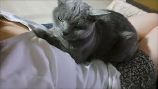 ママの上で睨みをきかせる番長すずまろ【kokesukepapa】