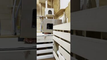 箱に入っているのは誰？オデコ？【ひのき猫】