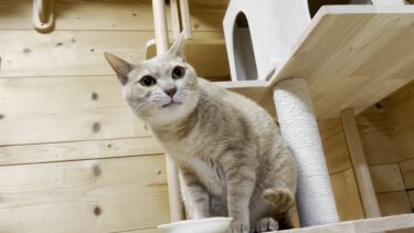ひのき猫が始まって6年になります【ひのき猫】
