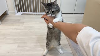 猫を丸一日お留守番させてたら帰ってきたときこうなりました…【もちまる日記】