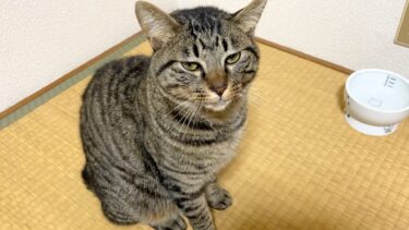 【悲報】俺の股間が狂暴猫に潰されました…【てん動画】