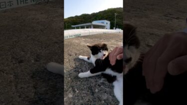 防波堤のハチワレちゃんカワイイ【感動猫動画】