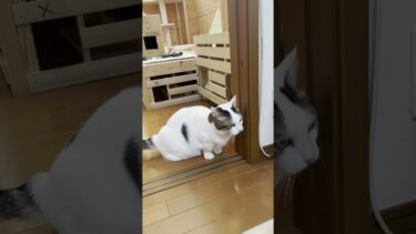 何でそこで、そうなるかな！？【ひのき猫】