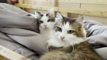 目の前のお母さんとは違うところからお母さんの声が聞こえてきた時の猫の反応は？【ひのき猫】