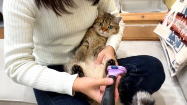 冬毛を刈られて「ゔ〜！」しか喋らなくなった猫…【ポムさんとしまちゃん / ねこべや】
