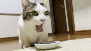 豆大福がデブ猫と言われる原因が判明しました【ひのき猫】