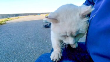 草むらから白猫ちゃんがモフられに出てきた【感動猫動画】