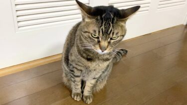 下心丸出しの男が凶暴猫に触ろうとした結果…【てん動画】