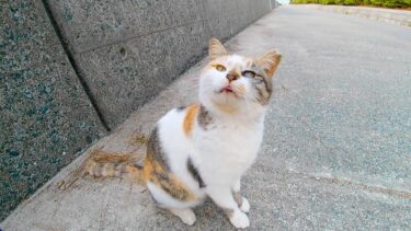 夕方の防波堤にいた三毛猫をナデナデしてきた【感動猫動画】