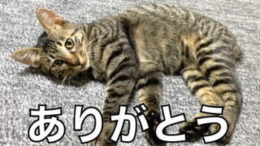 子猫のふくちゃん今までありがとう【てん動画】