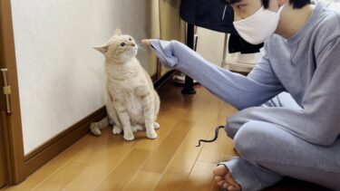 息子とのケンカで甲高い唸り声で怒る猫【ひのき猫】