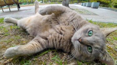 公園のベンチに座っていると猫が芝生へ行こうと誘ってきた【感動猫動画】