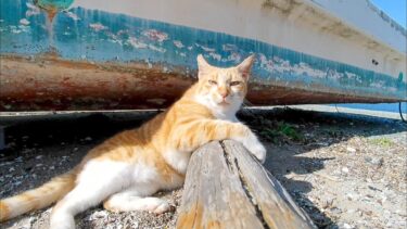 船の下で寝ていた野良猫がモフられに船の上に上がってきた【感動猫動画】