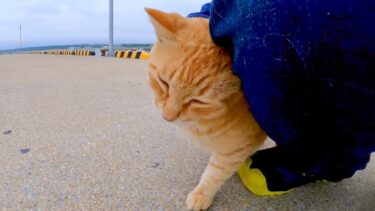 漁港の茶トラ猫ちゃん、撫でると足元に擦り寄ってきてカワイイ【感動猫動画】