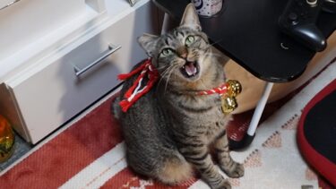 いかつい見た目に似合わず情けない声で鳴く可愛いガーちゃん☆猫のクラッキング【リキちゃんねる　猫動画】 キジトラ 猫のいる暮らし