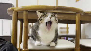 里親さん宅で猫に凄く怒られる息子【ひのき猫】