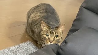 てんちゃんは本当は俺のことが大好きだったみたいです…　まとめ【てん動画】