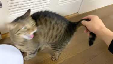 バレないように背後から凶暴猫の尻尾を掴んでみたら…【てん動画】