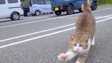 駐車場にいた猫ちゃん、近づくとモフられに来た【感動猫動画】
