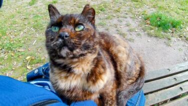 最初は逃げようとしたサビ猫ちゃん、やっぱり撫でられに来て最後は自分からベンチへ誘導してきた【感動猫動画】