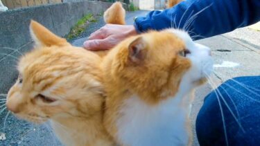 漁港近くの路地裏を歩くと茶トラ猫軍団がやってきた【感動猫動画】