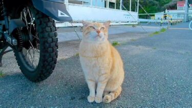 子供が来たのでシデーっと逃げる野良猫【感動猫動画】