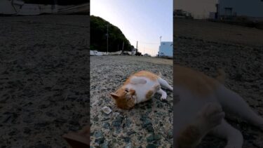 漁港の猫がかわい過ぎる【感動猫動画】