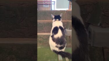 脱線事故?!【感動猫動画】