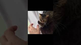カーテンに引っ掛かっている凶暴猫を救出しようとしたら…【てん動画】