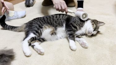 お気に入りのブラシを2つ、目の前に用意されたときの猫の反応は【ひのき猫】