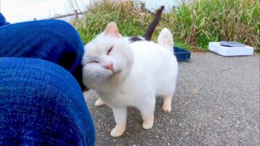 駐車場の奥の白猫地帯に行くとモコモコの白猫ちゃんが膝の上に乗ってきた【感動猫動画】