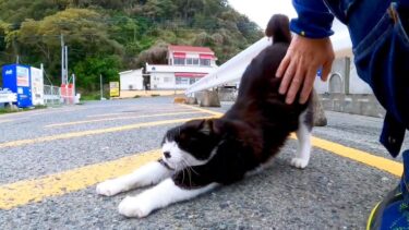 伸び上がって撫でられにくるハチワレ猫ちゃんがかわい過ぎる【感動猫動画】