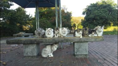 猫散歩live【感動猫動画】