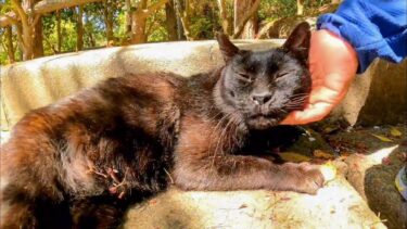 公園で寝転ぶ黒猫「撫でろー!」【感動猫動画】